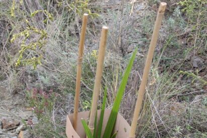 Del drama a la acción: una reforestación responsable tras los incendios