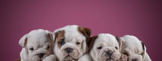 Cachorros de bulldog, mascotas