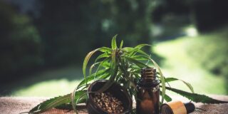 ¿Por qué los consumidores españoles confían más en Mama Kana que en los gigantes del CBD?