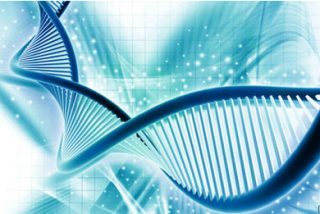 Primos, pero lejanos: cómo el genoma compartido entre chimpancés y humanos reescribió la historia de la evolución