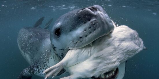 La foca leopardo se merienda un ave