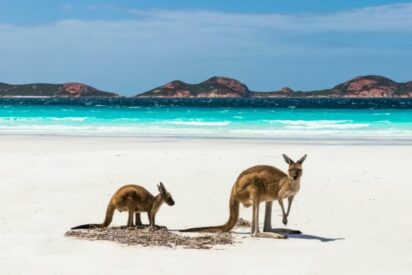 Playa con canguros en Australia (1)
