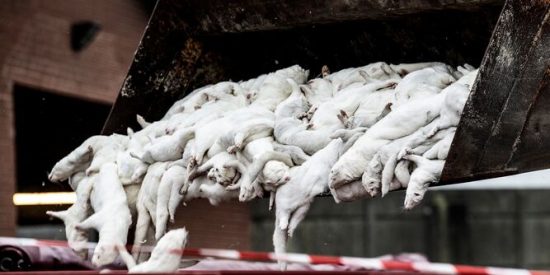 La medida desesperada de Dinamarca para contener el COVID-19: matar a 17 millones de visones