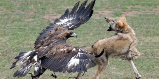 Combate animal: ¿Gana el águila o el zorro?
